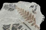 Pennsylvanian Fossil Fern (Neuropteris) Plate - Kentucky #176760-1